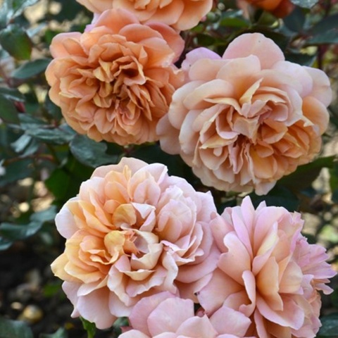 Маррон (Marron)
