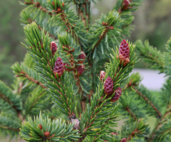 Семена Ель сербская picea omorika