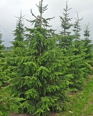 Семена Ель сербская picea omorika