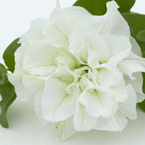 32417 Петуния SURFINIA DOUBLE WHITE
