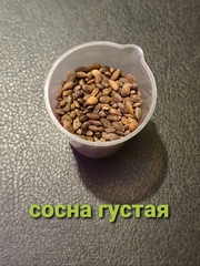 Teofrast Сосна густая Pinus densata