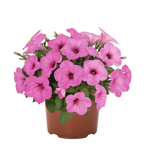 32320 Петуния POTUNIA PINKALICIOUS (ОСЕНЬ 2025)