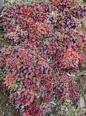 Red oddity молодило