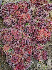 Red oddity молодило