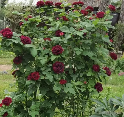 Чёрная Королева (Black Queen)