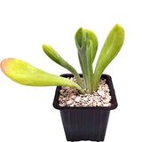 Суккулент Каланхоэ Орикула Ред D7