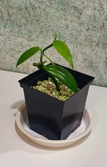 Саженцы Ваниль vanilla
