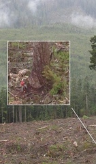 Teofrast Секвойя вечнозелёная Sequoia sempervirens