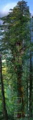 Teofrast Секвойя вечнозелёная Sequoia sempervirens