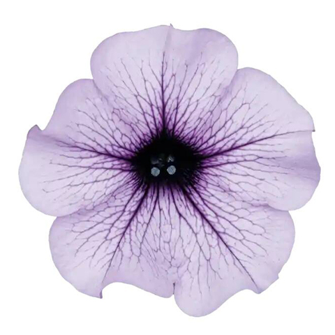 32331 Петуния SURFINIA COMPACT PURPLE VEIN (ОСЕНЬ 2025)