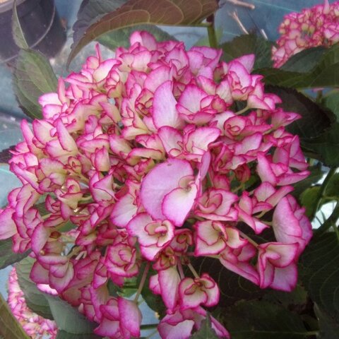 №21 Укорененный черенок Гортензия крупнолистовая САЛЬСА (Hydrangea macrophylla 