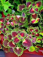 Trailing Strawberry Drop колеус