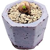 Eriospermum undulatum редкое каудексное растение
