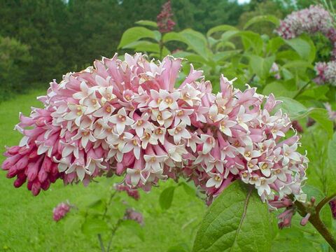 Сирень венгерская