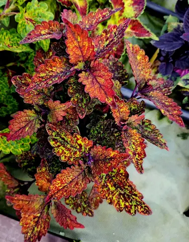 Curcuma ES колеус