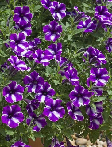 32502 Петуния BUBBLES LAVENDER TWIST - горшок 0,5л(P9)