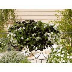 32108 Петуния SWEETUNIA BLACK SATIN (ОСЕНЬ 2025)