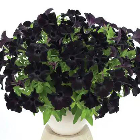 32437 Петуния PATIA BACK TO BLACK - горшок 0,5л(P9)