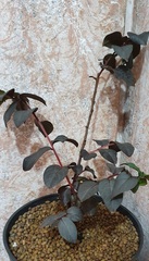 Teofrast Лагерстремия lagerstroemia midnight magic