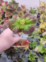 Нектаринки LL колеус