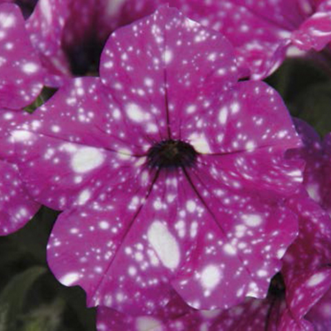 32341 Петуния STARTUNIA VIOLET (ОСЕНЬ 2025)