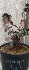 Teofrast Лагерстремия lagerstroemia midnight magic