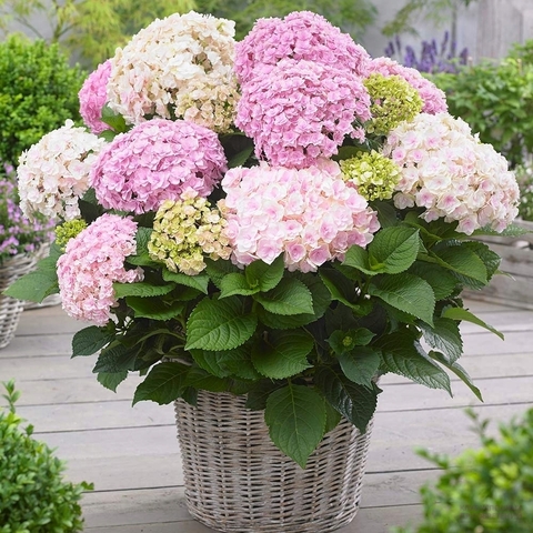 3х летняя Гортензия (горшок 10 литров) крупнолистовая ДОППИО НУВОЛА (Hydrangea macrophylla 