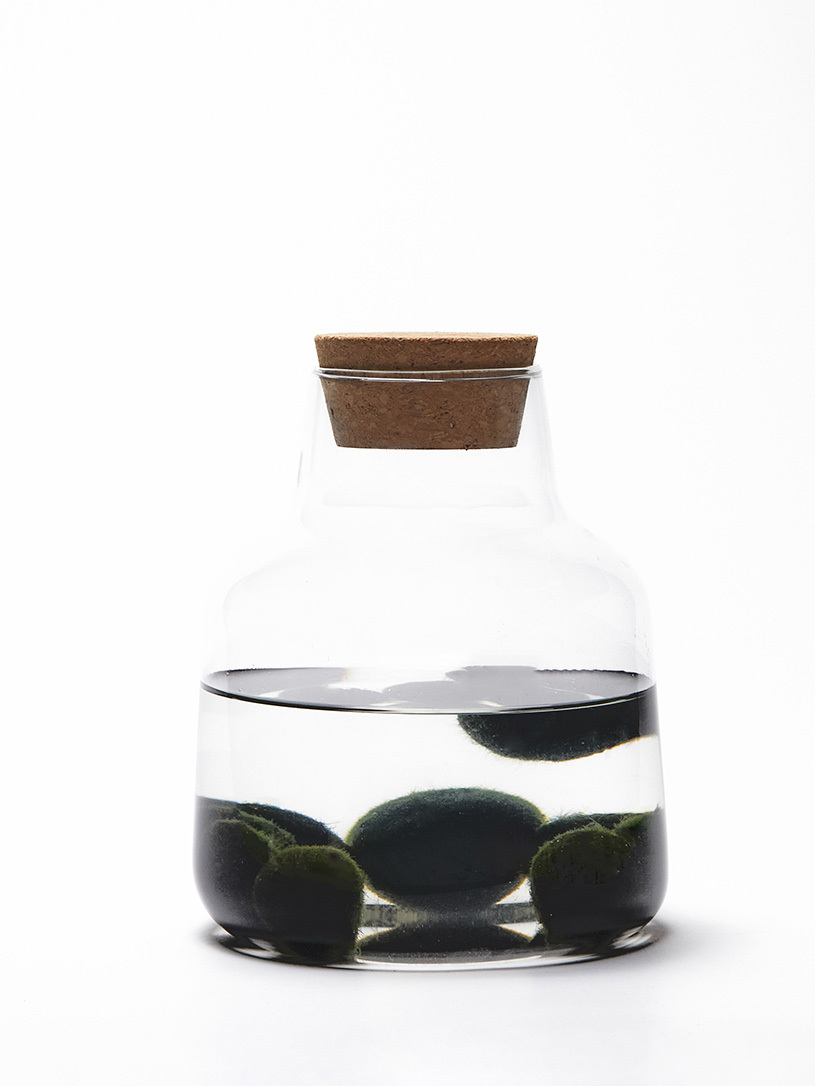 Moss ball pet в вазе / мини аквариум HEIS. Флорариумы и экосистемы