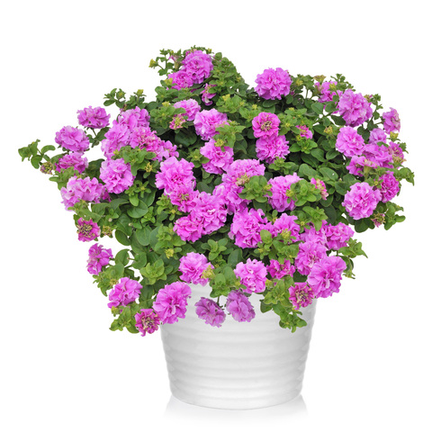 32209 Петуния SURFINIA DOUBLE LILAC (ОСЕНЬ 2025)