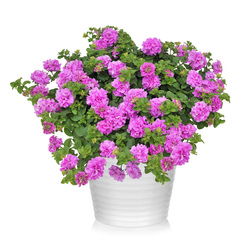 32209 Петуния SURFINIA DOUBLE LILAC (ОСЕНЬ 2025)