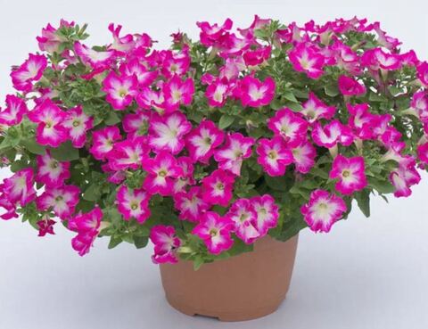 Петуния Fanfare Rose Morn