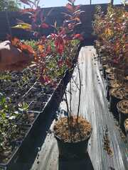 Голубика высокорослая Река (Vaccinium corymbosum Reka)