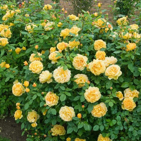 Голден Селебрейшн (Golden Celebration)