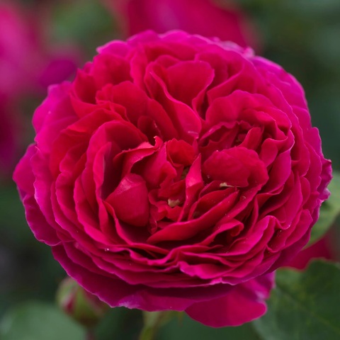 Хитклиф (Heathcliff)
