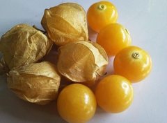 Семена Физалис Лакомка