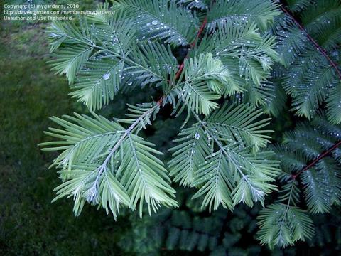 Метасеквойя metasequoia блю иш