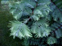 Метасеквойя metasequoia блю иш