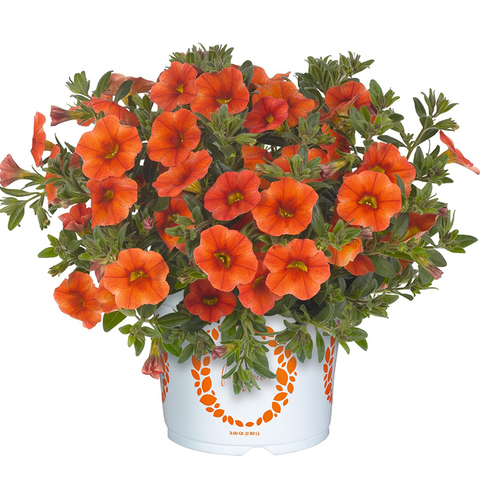 19155 Калибрахоа ALOHA KONA ORANGE (ОСЕНЬ 2025)