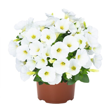 32298 Петуния POTUNIA WHITE 2024 (ОСЕНЬ 2025)
