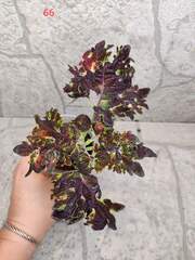 Black Magic Тай колеус