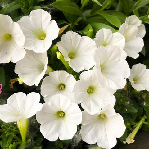 32363 Петуния BUBBLES WHITE - горшок 0,5л(P9)