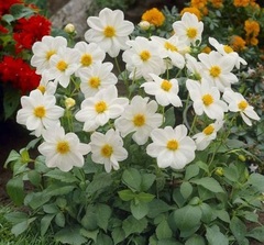 Семена Георгина Мигнон Белая Крвсавица