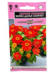 Цинния Белиз даубл скарлет (Гавриш)
