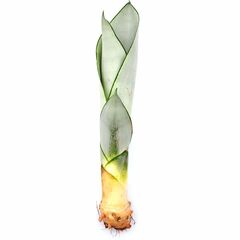 Сансевиерия Муншайн (Sansevieria Moonshine) черенок