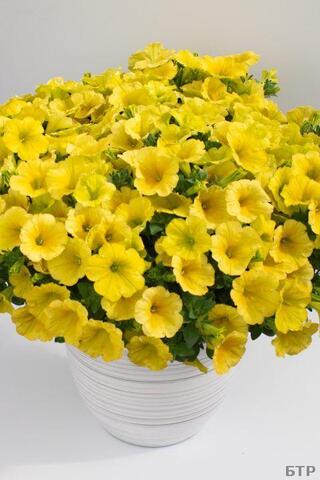32505 Петуния CRAZYTUNIA YELLO - горшок 0,5л(P9)