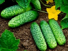 Семена Огурец Маша F1 (Seminis), 10 сем.