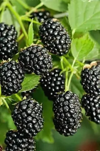 Ежевика Бжезина (Brzezina) (бесшипная) (ЗКС)