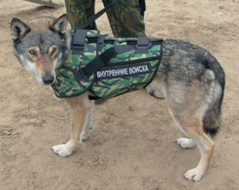 Жилет защитный кинологический НОРД-2