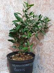Teofrast Каллистемон laevis melaleuca callistemon