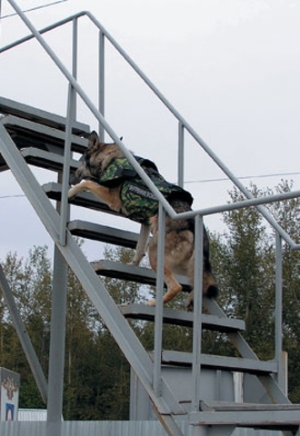 Жилет защитный кинологический НОРД-2